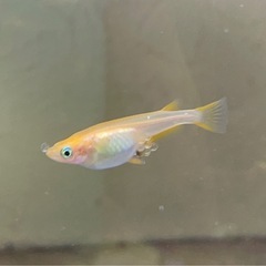 受付中🔴楊貴妃 アルビノ 普通目 (アルビノ因子あり)若魚～成魚6匹 可愛いめだか の画像
