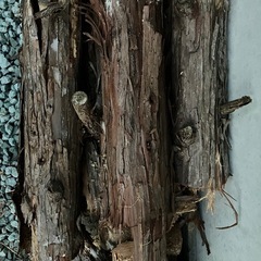 芋煮焚き付け用の小枝の画像