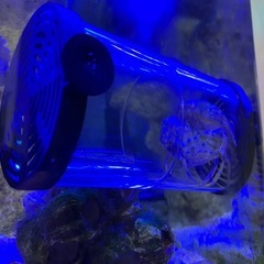 カラッパ（カニ）の画像