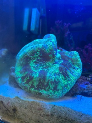 オオバナサンゴ