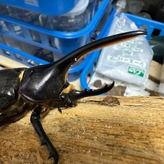 【交渉中】ヘラクレス  オス単の画像