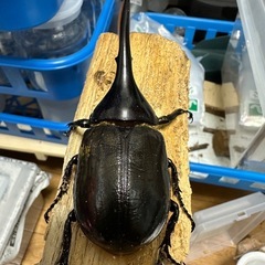 【交渉中】ヘラクレス  オス単の画像