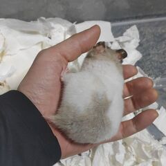 飼い主さんがいなくなったハムスターについて