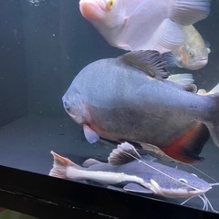 レッドコロソマ約35cm前後の画像