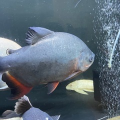 レッドコロソマ約35cm前後の画像