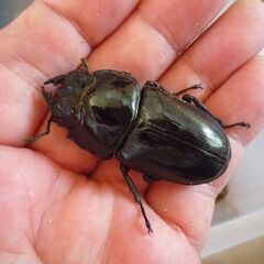 能勢産（YG）オオクワガタ　♀3頭　令和7年羽化　①、④、⑤の画像