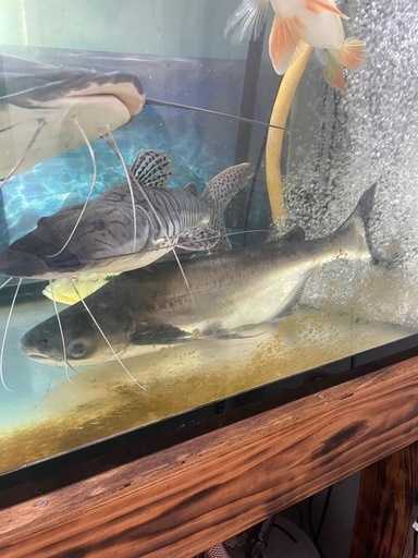 パールン　約50cm