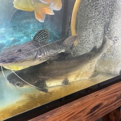 パールン　約50cmの画像