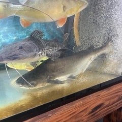 パールン　約50cmの画像