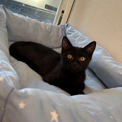 甘えん坊過ぎて困ってます 美人な黒猫 栃木県から