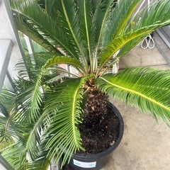 ソテツの画像