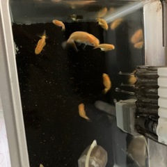 金魚　らんちゅう　5匹※決まりましたの画像