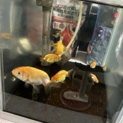 金魚　らんちゅう　5匹※決まりましたの画像
