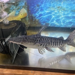 美バンド　タイガーショベルノーズキャット　約50cmの画像