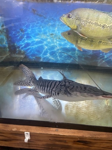 美バンド　タイガーショベルノーズキャット　約50cm