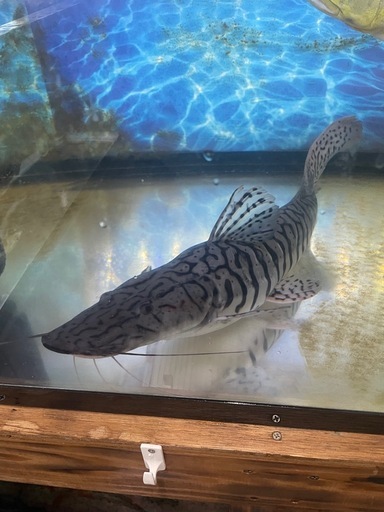 美バンド　タイガーショベルノーズキャット　約50cm