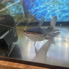 美バンド　タイガーショベルノーズキャット　約50cmの画像