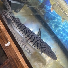 美バンド　タイガーショベルノーズキャット　約50cmの画像