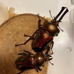 ニジイロクワガタの幼虫の画像