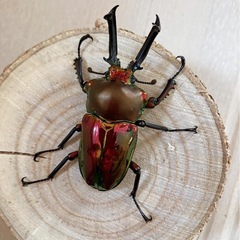 ニジイロクワガタの幼虫の画像