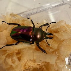 ニジイロクワガタの幼虫の画像