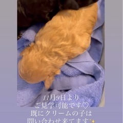 タイニープードルの画像
