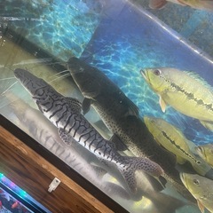 タイガーショベル×レッドテール　約70cmオーバーの画像