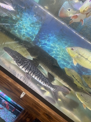 タイガーショベル×レッドテール　約70cmオーバー