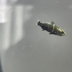 アカメ　約6〜7cm前後の画像