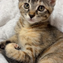 里親さん決まりました