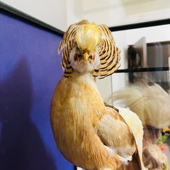 黄金鳥　剥製の画像