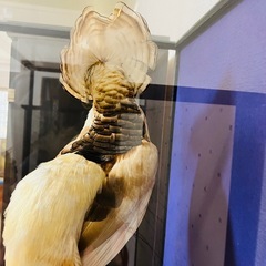黄金鳥　剥製の画像