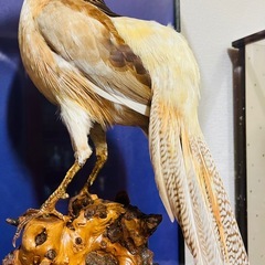 黄金鳥　剥製の画像