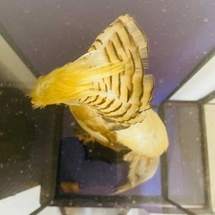 黄金鳥　剥製の画像