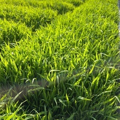 新米7年度産 晴れわたり 玄米の画像