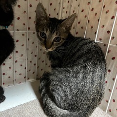 10/5(日)譲渡会⭐️かわいいミコトちゃんキジトラ