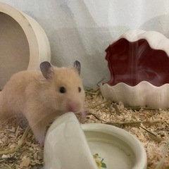 ハムスター飼育セットの画像