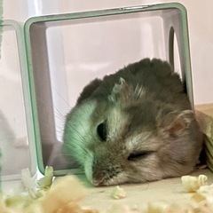 ハムスター飼育セットの画像