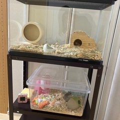 ハムスター飼育セットの画像