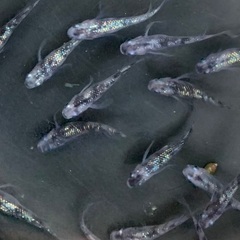 2025年　メダカ販売のお知らせの画像