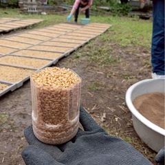 令和７年 ９月２７日収穫　ヒノヒカリの画像
