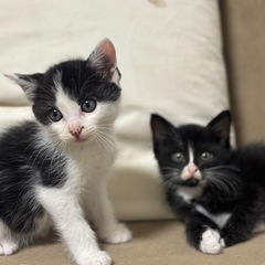 白黒兄妹です＾＾