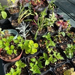 マンネングサ　アルテルナンテラ 他の画像