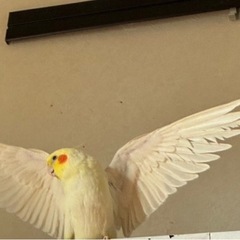 話し合い中です。ありがとうございました🙇‍♀️