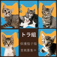 🐱『白』か『黒』か『白黒』か『トラ』か🐱保護猫譲渡会🐈中山公民館 - イベント