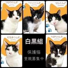 🐱『白』か『黒』か『白黒』か『トラ』か🐱保護猫譲渡会🐈中山公民館 − 熊本県