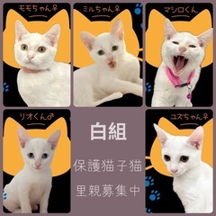 🐱『白』か『黒』か『白黒』か『トラ』か🐱保護猫譲渡会🐈中山公民館 - 熊本市