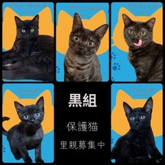 🐱『白』か『黒』か『白黒』か『トラ』か🐱保護猫譲渡会🐈中山公民館 - その他