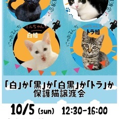 🐱『白』か『黒』か『白黒』か『トラ』か🐱保護猫譲渡会🐈中山公民館の画像