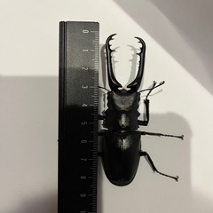ギラファノコギリクワガタ　オスメスセット  の画像
